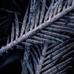 5 Ways To Get Rid Of Sago Palm Scale