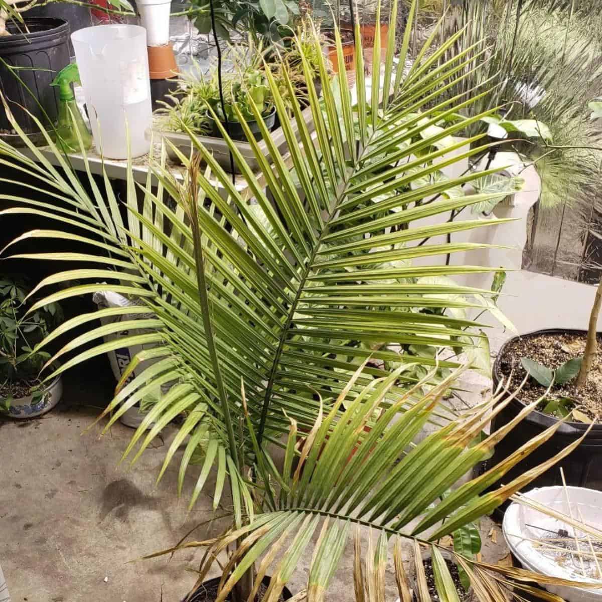 Why Are My Majesty Palm Leaves Turning Brown?