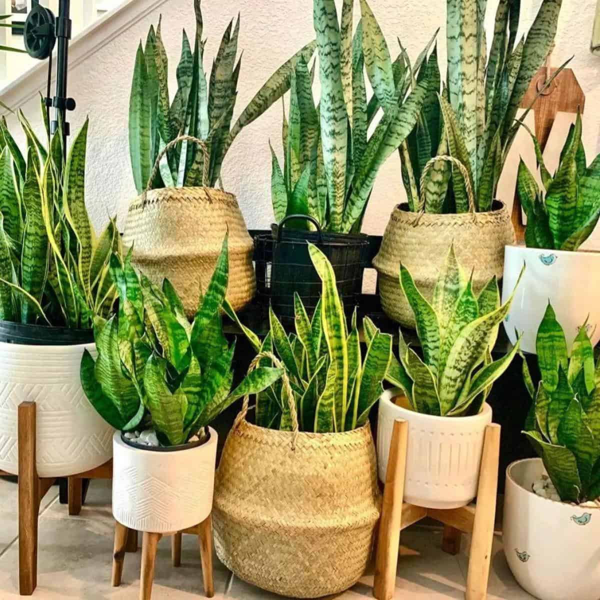 Visual idea from this collection