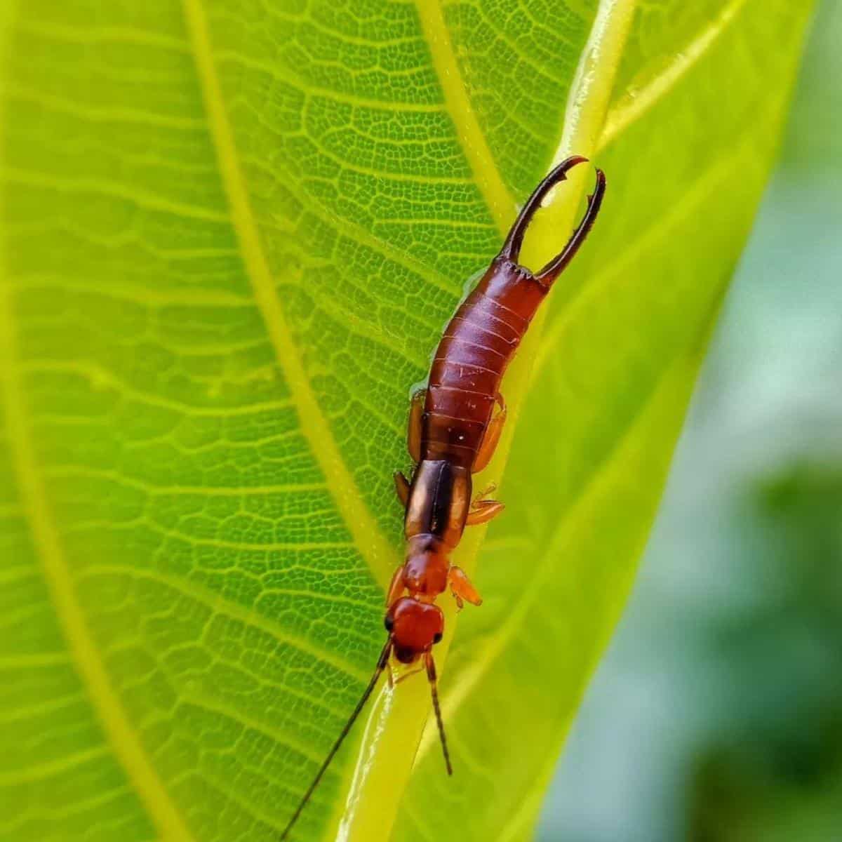 Does Diatomaceous Earth Kill Earwigs?
