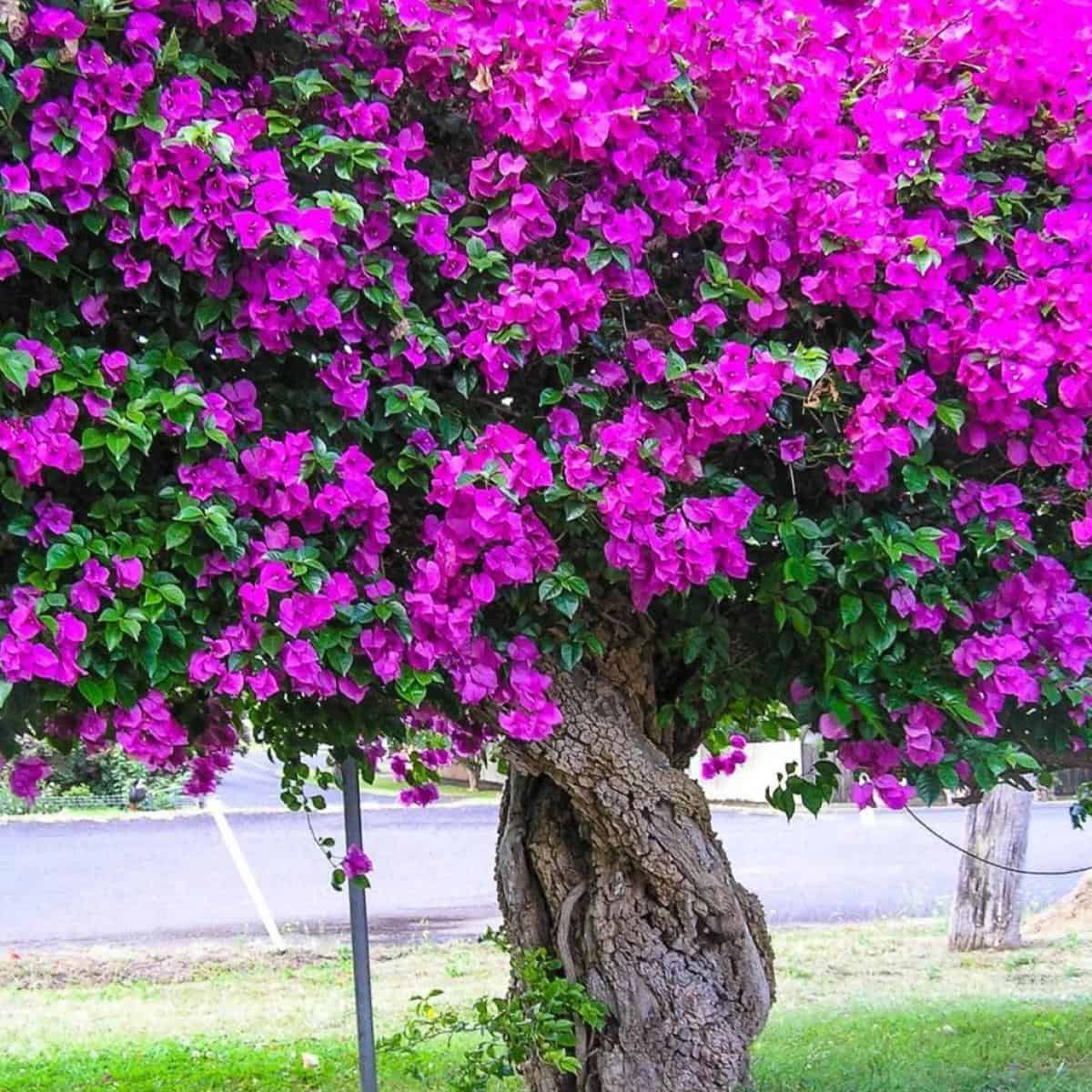 Tips On Growing Bougainvillea In Florida
