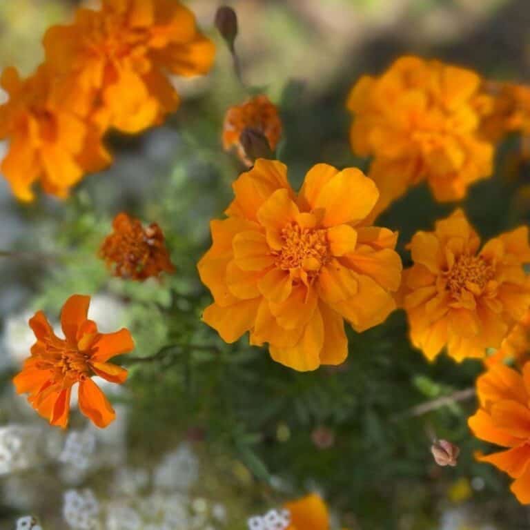 Black Eyed Susan Companion Plants: What Are The Best Plant Companions?