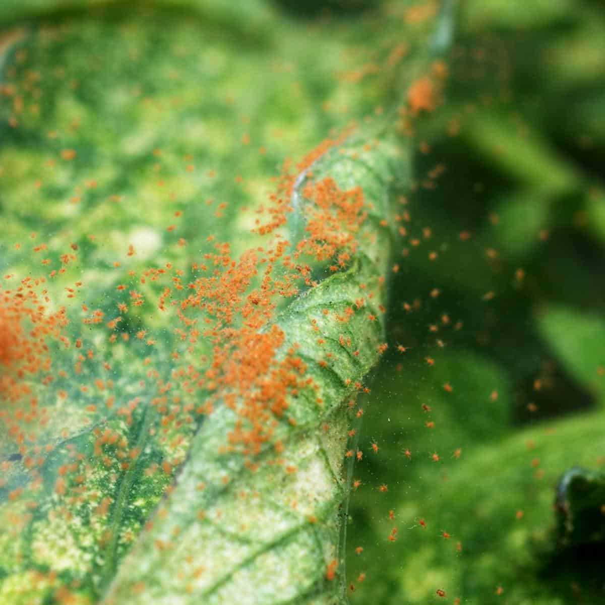 What Bugs Does Neem Oil Kill? Squash Bugs Mealybugs Scale
