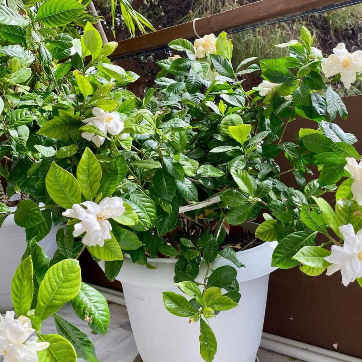 What Is A Good Soil For Gardenia Plants? Soils For Gardenias