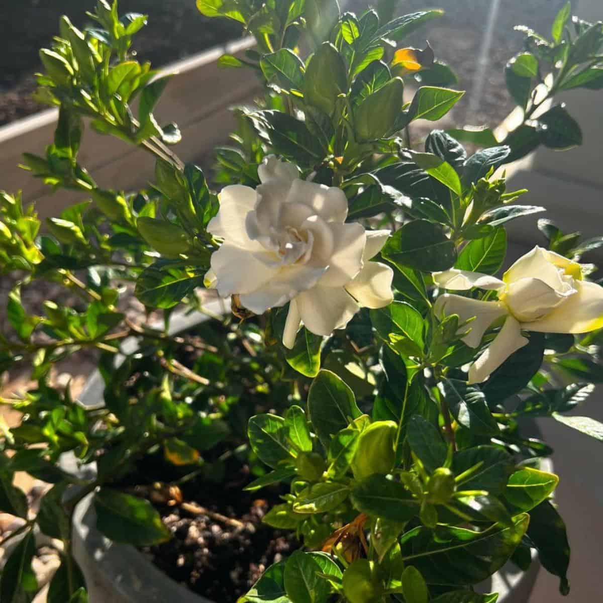 What Is A Good Soil For Gardenia Plants? Soils For Gardenias