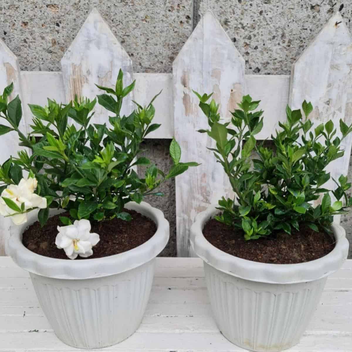 What Is A Good Soil For Gardenia Plants? Soils For Gardenias