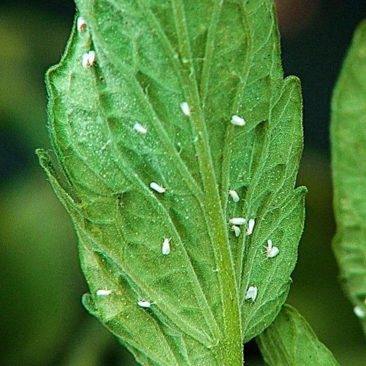 Tomato Whitefly: How To Get Rid Of Whiteflies On Tomatoes