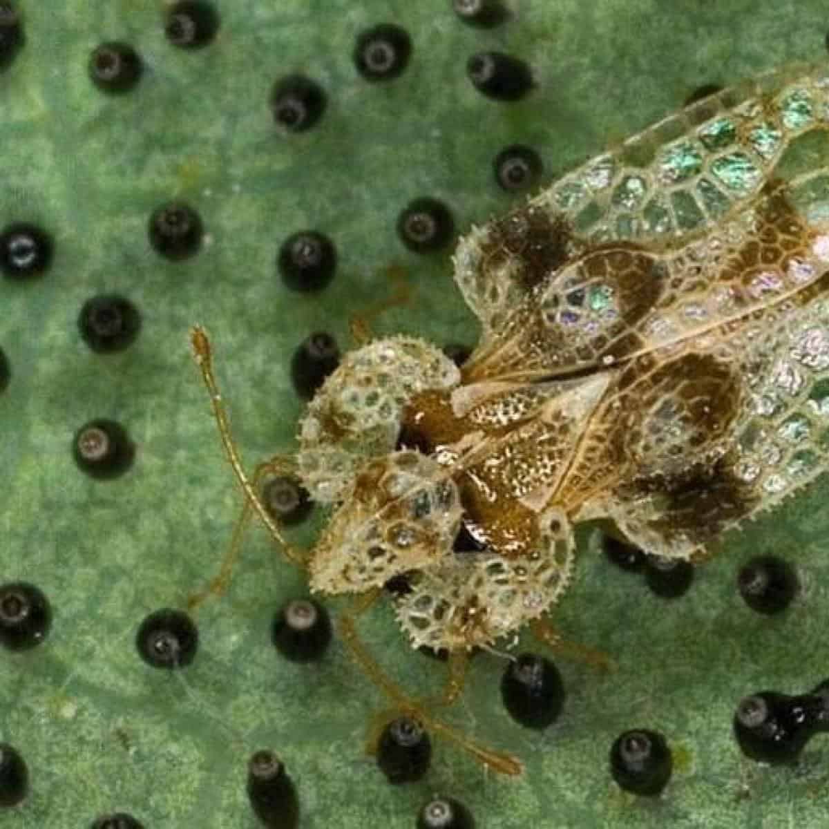 Get Rid Of Lace Bugs With Neem Oil Kill Lace Bug With Neem Pesticide