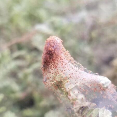 Neem Oil Spider Mites: Does Neem Oil Kill Spider Mites?
