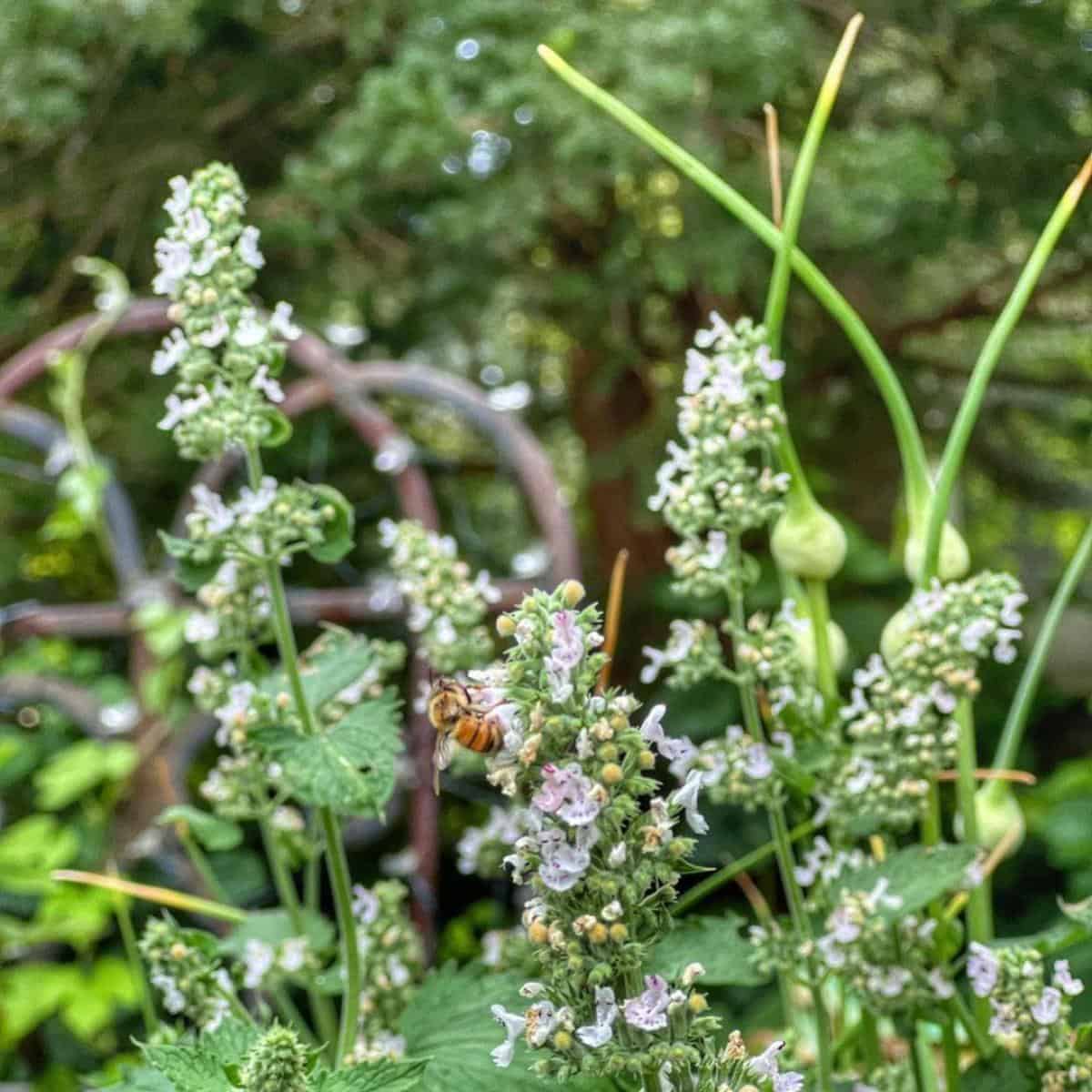 Catnip Plant: How To Grow And Care For Catnip