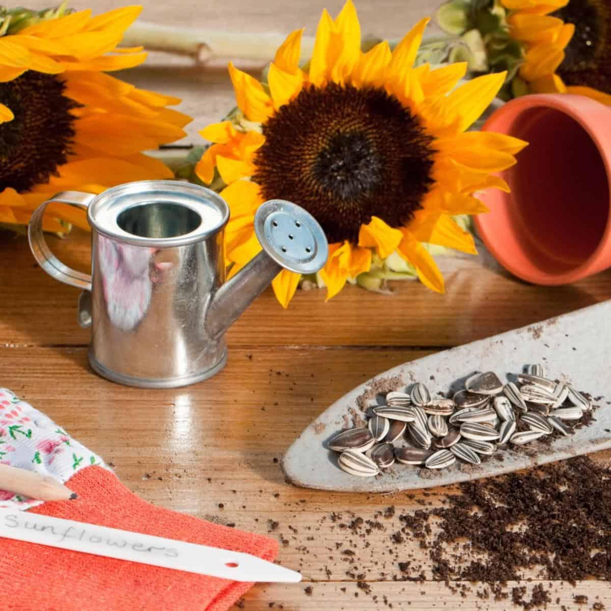 10 Tips for Stunning Sunflower Blooms