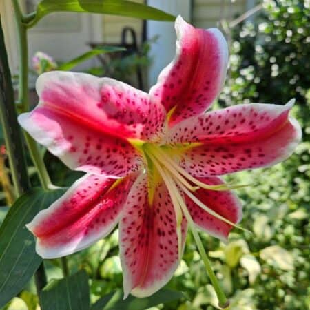 Stargazer Lily: How To Care For Stargazer Lilies