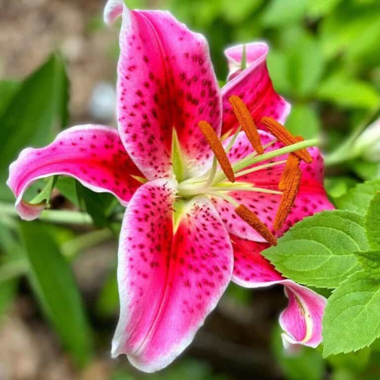 Stargazer Lily: How To Care For Stargazer Lilies