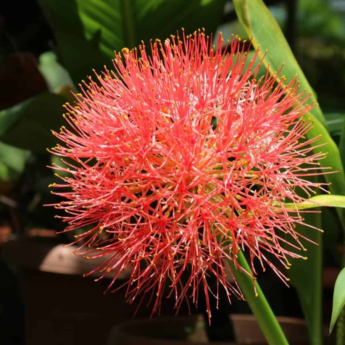 Blood Lily: How To Grow And Care For The Haemanthus