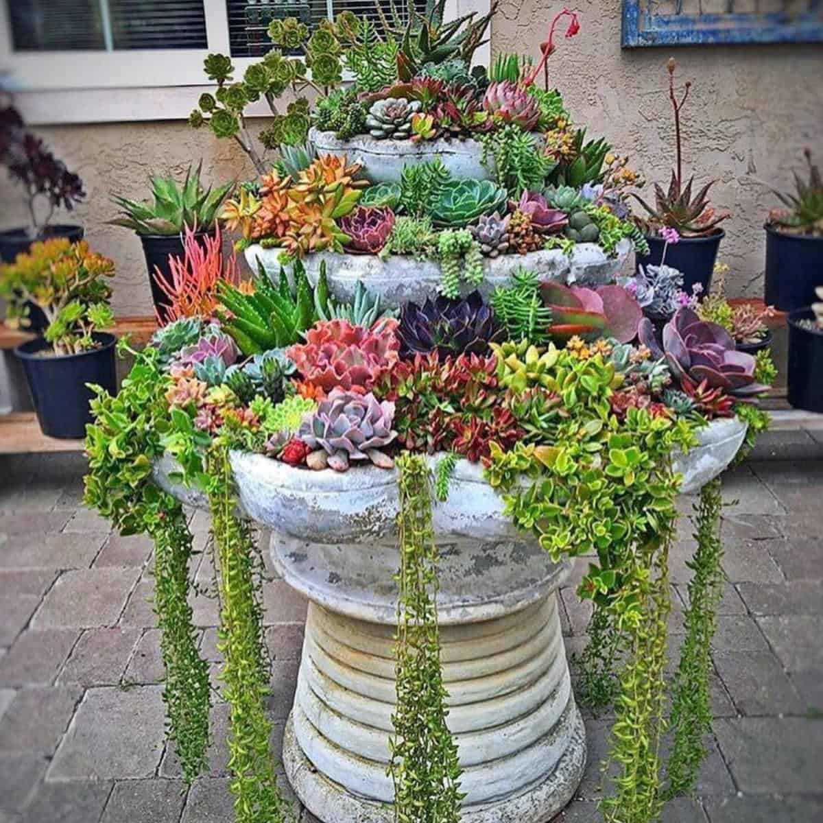 Succulent Fountain Ideas: How To Convert A Fountain To A Succulent Garden