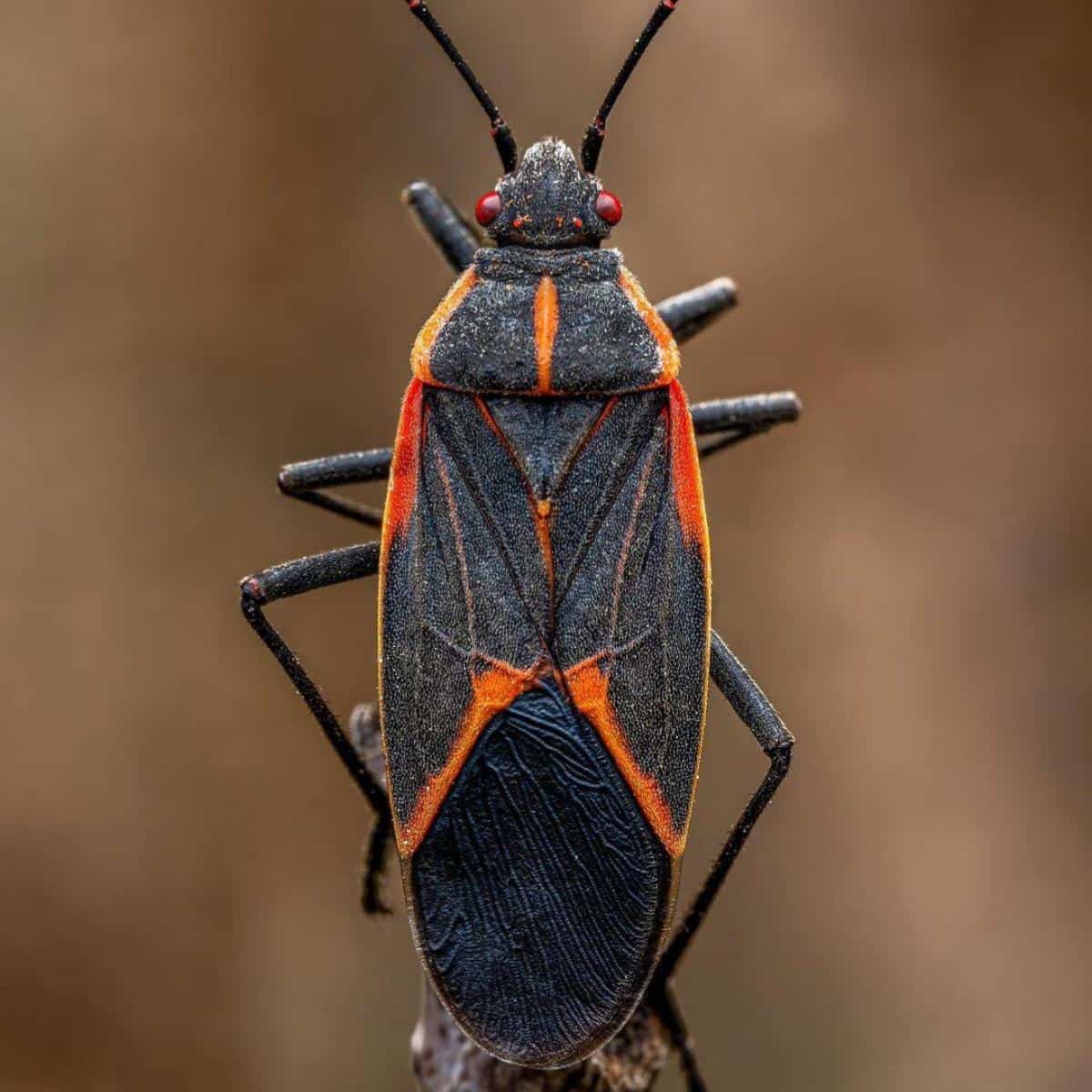 What Do Boxelder Bugs Eat? Are Boxelder Bugs Harmful - 13 Control Ways