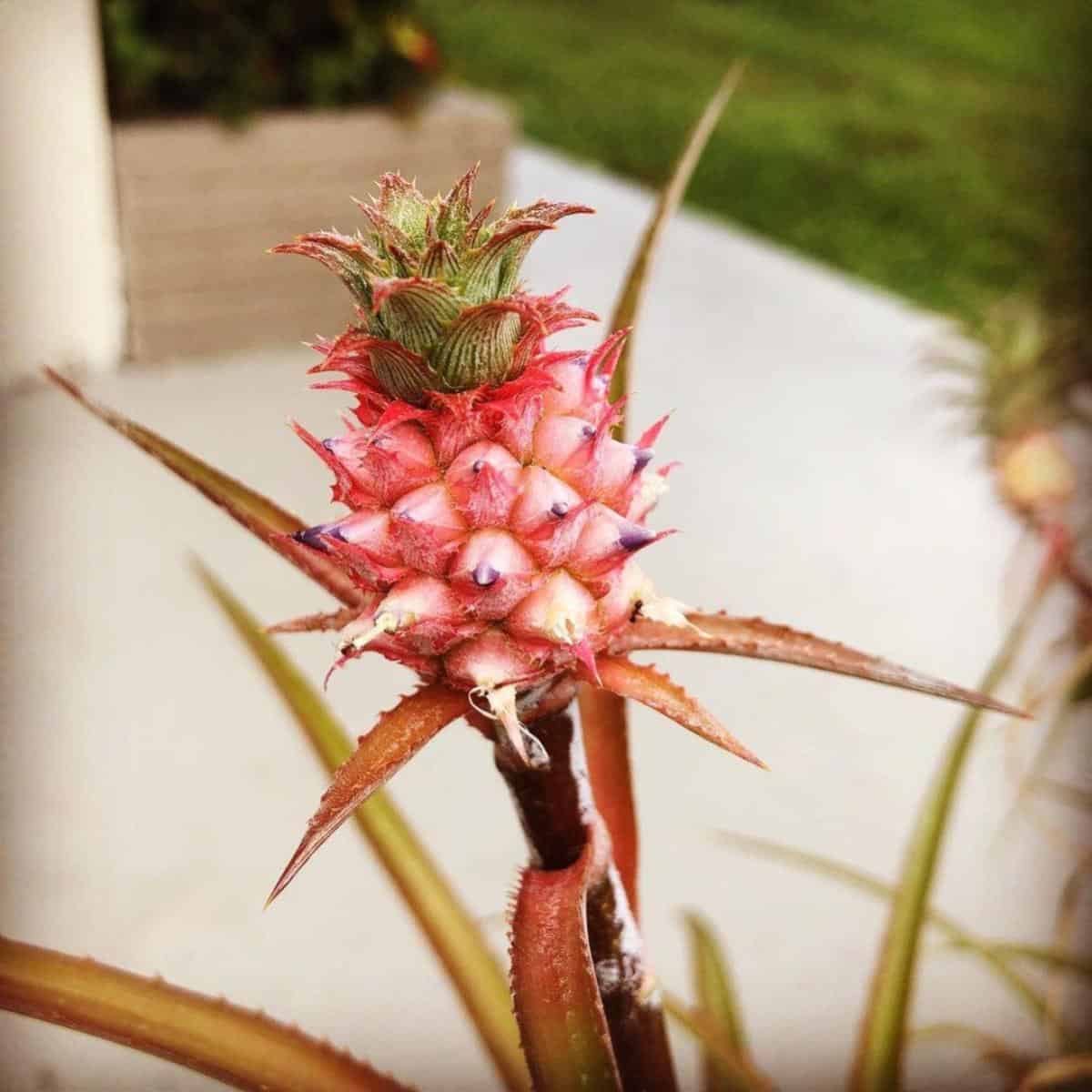 Pink Pineapple Plant: Learn Growing And Care Of Ananas Comosus