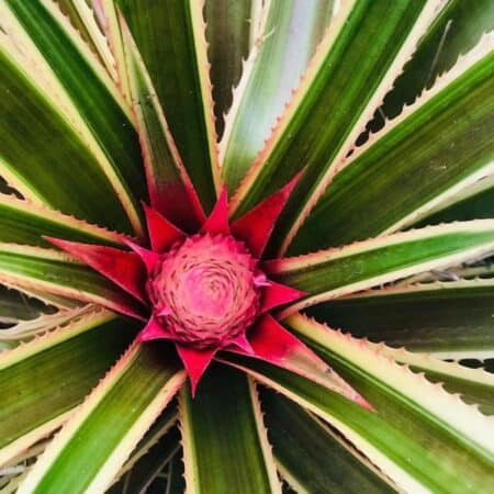 Pink Pineapple Plant: Learn Growing And Care Of Ananas Comosus