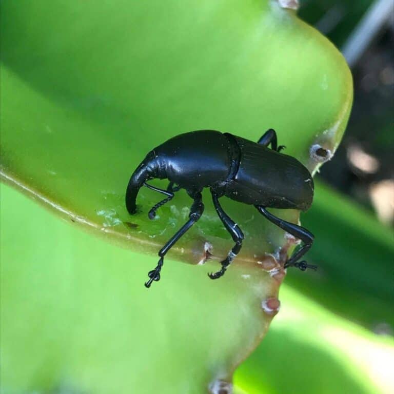 Agave Beetle: How To Identify, Control and Treat Agave Snout Weevils