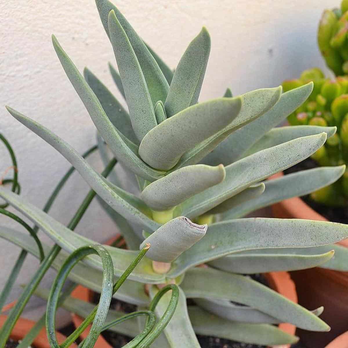 Crassula Falcata Propeller Plant
