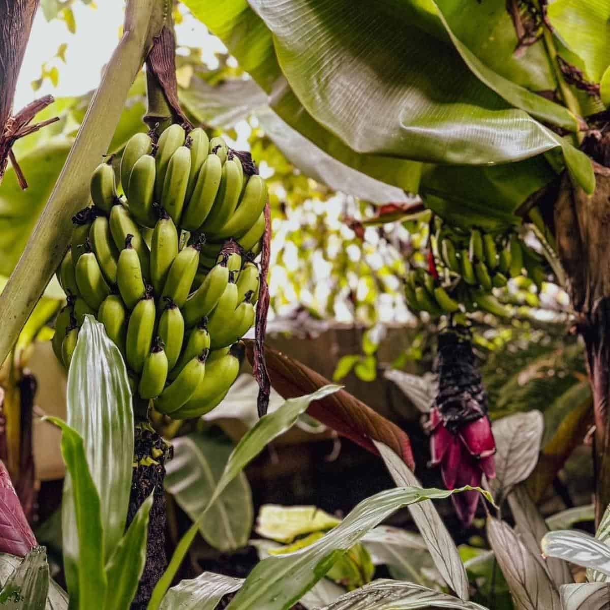 Banana Tree Fertilizer: What Is The Best Fertilizer For Banana Trees?