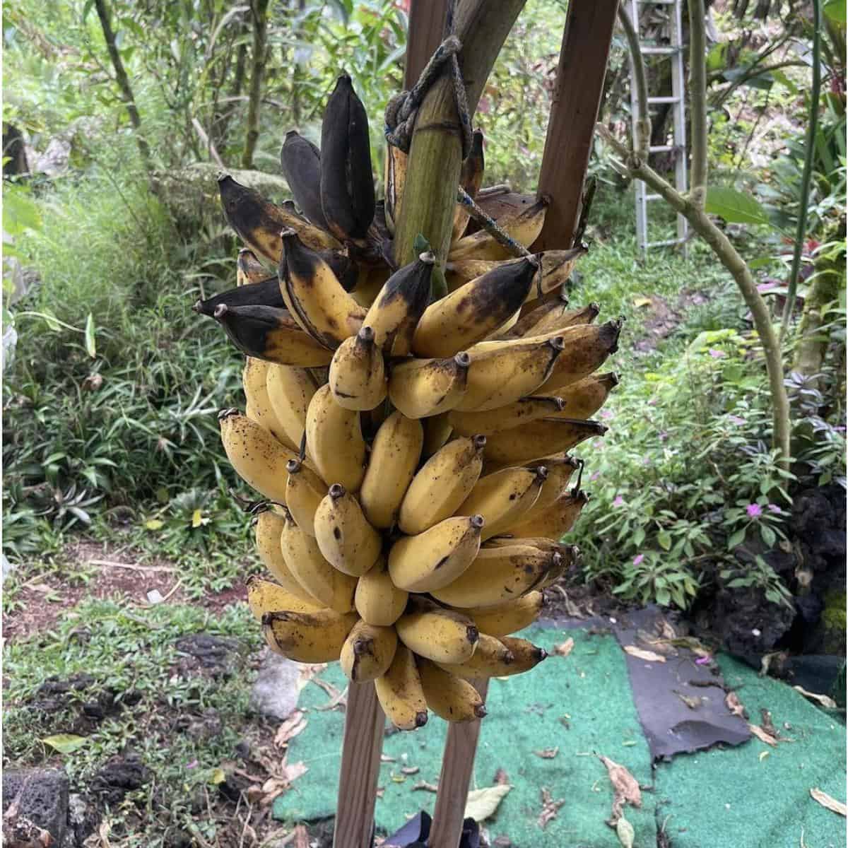 Banana Tree Fertilizer: What Is The Best Fertilizer For Banana Trees?