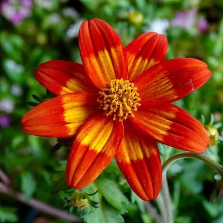 Bidens Plant Care: Learn How To Grow The Bidens Flower