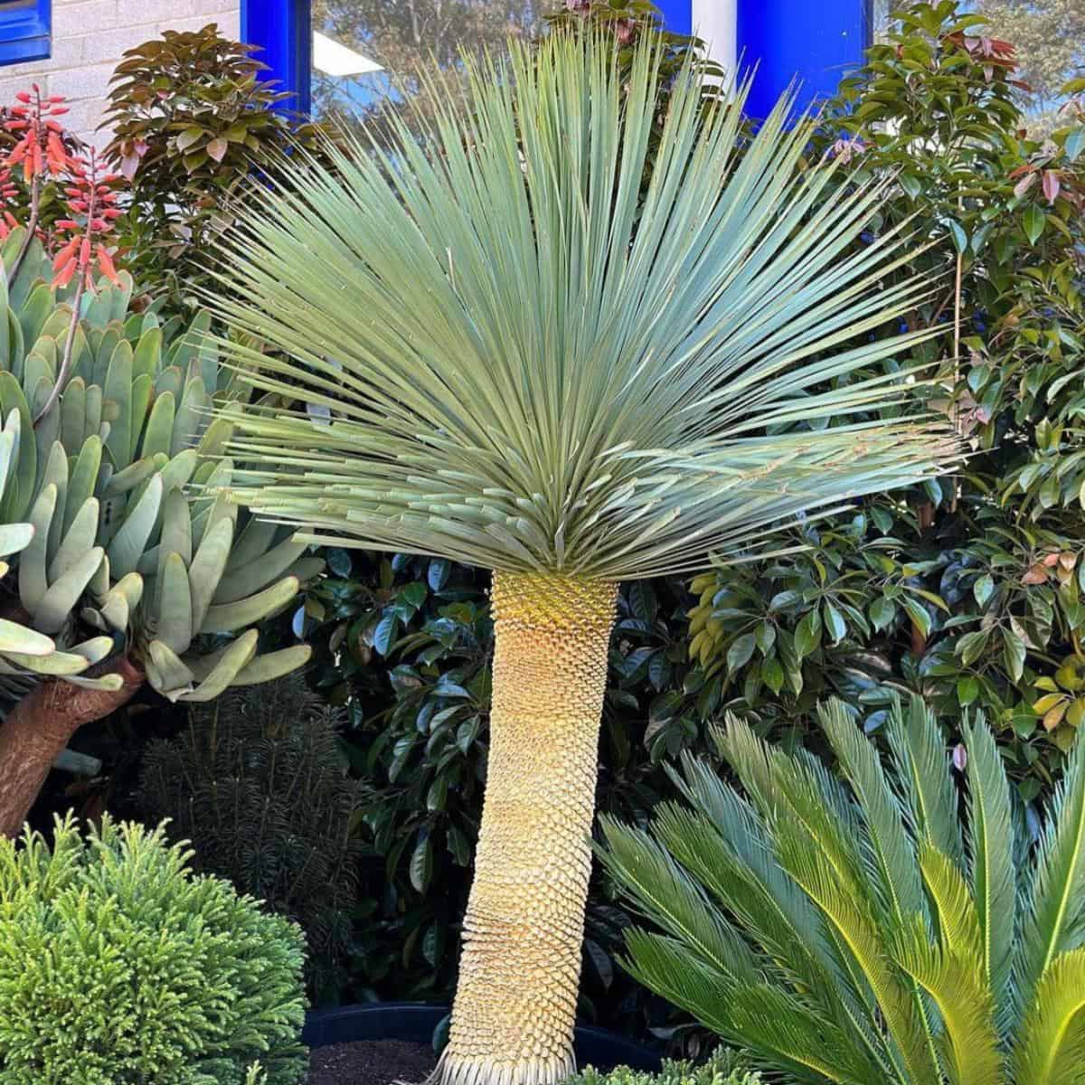 Yucca Gloriosa Care: Growing The Spanish Dagger Plant