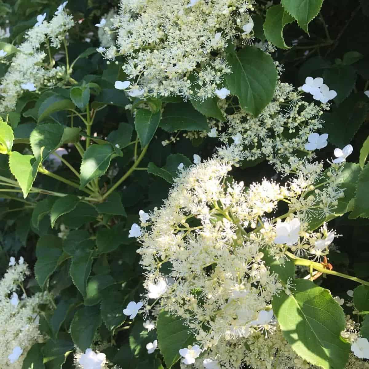 Growing Climbing Hydrangea: Learn Care Of Classy Hydrangea Petiolaris