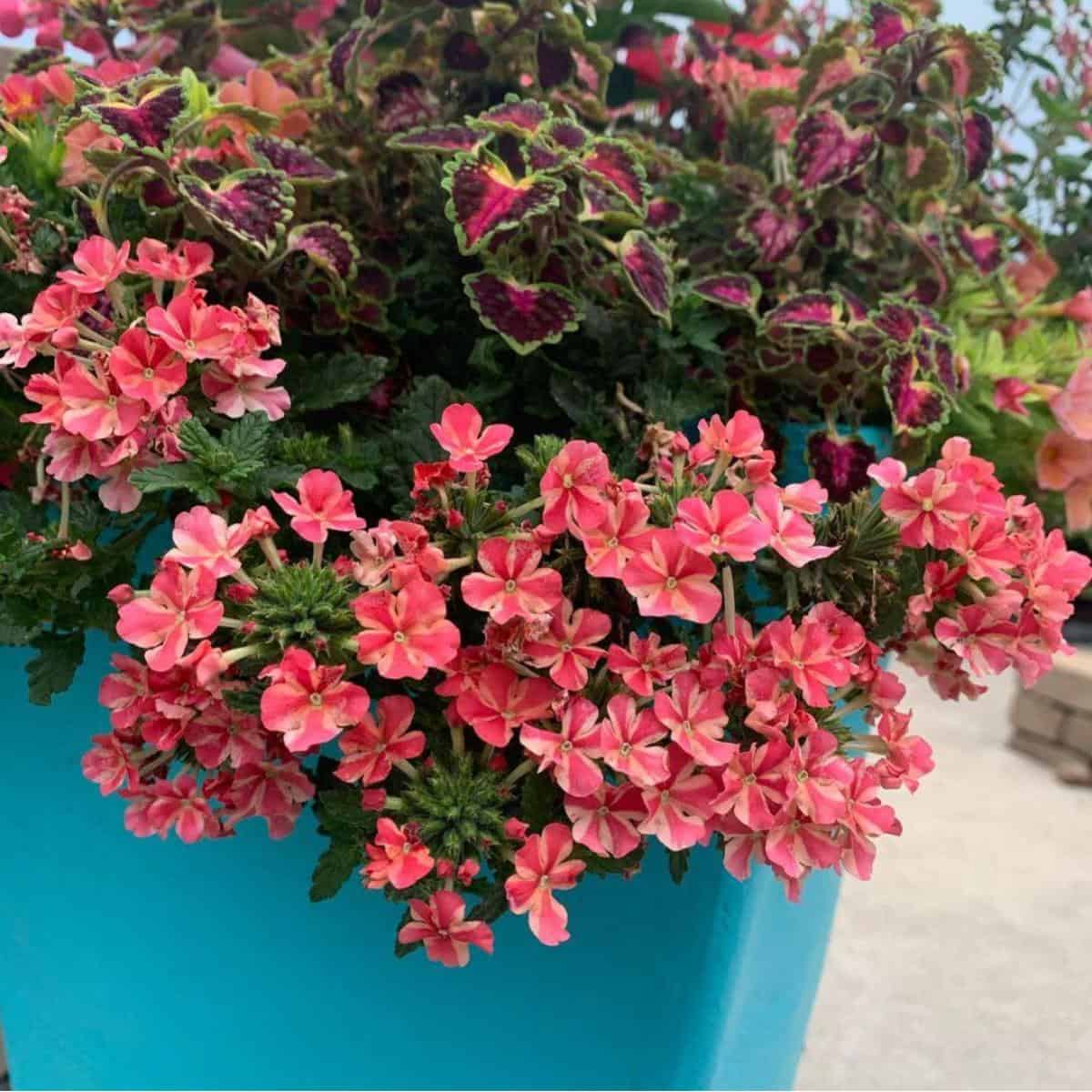 Growing Trailing Verbena: How To Care For Verbena Canadensis