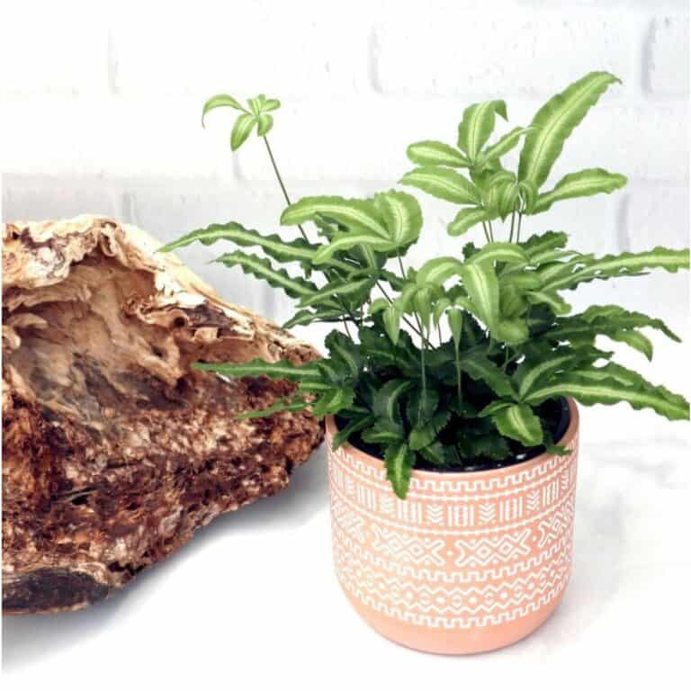 silver-lace-fern-pteris-growing-and-care-plant-care-today