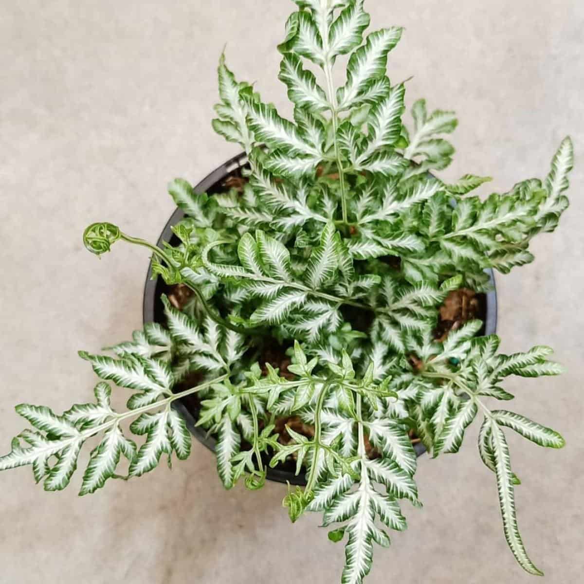 silver-lace-fern-pteris-growing-and-care-plant-care-today