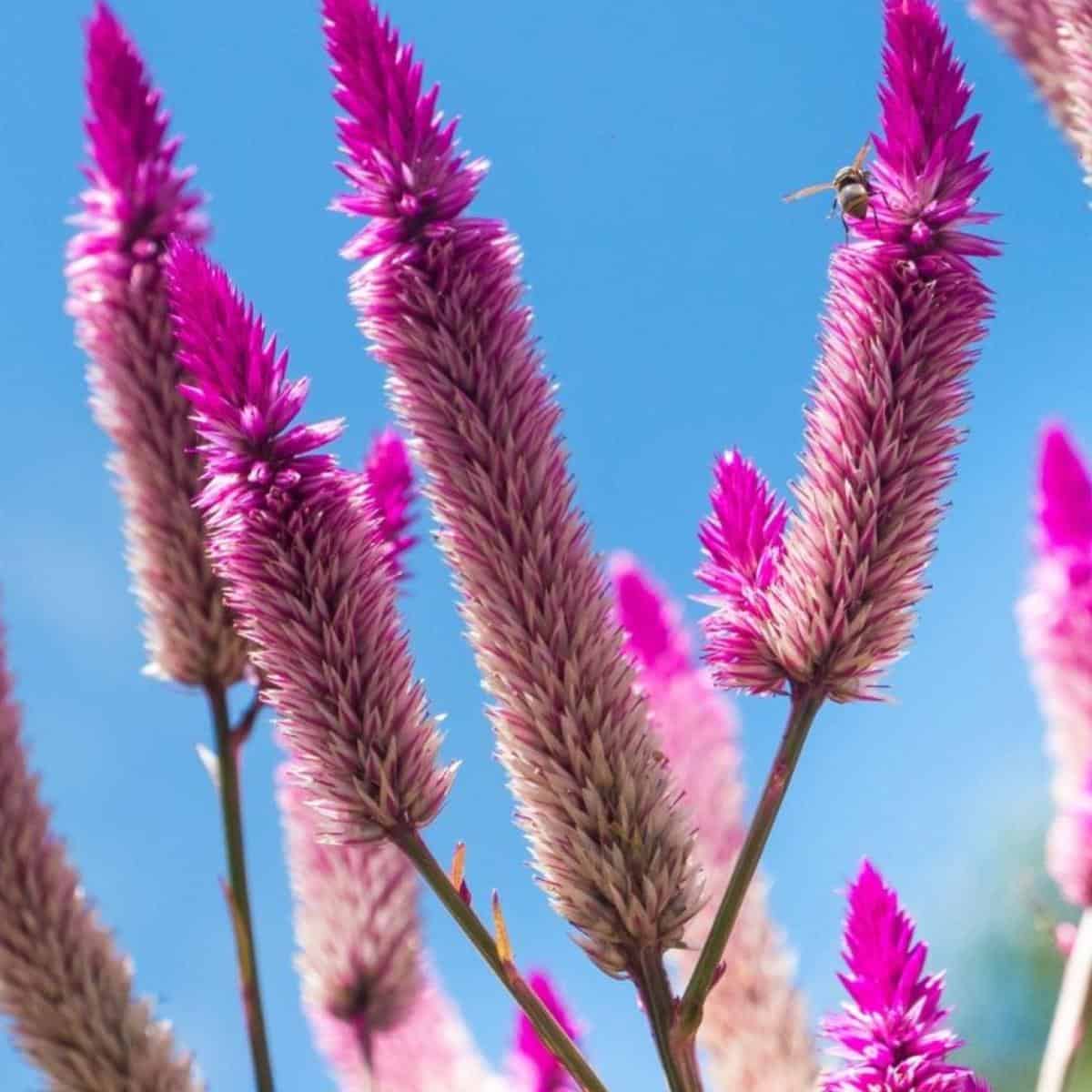 Celosia Argentea Care Tips: Growing The Silver Cock's Comb