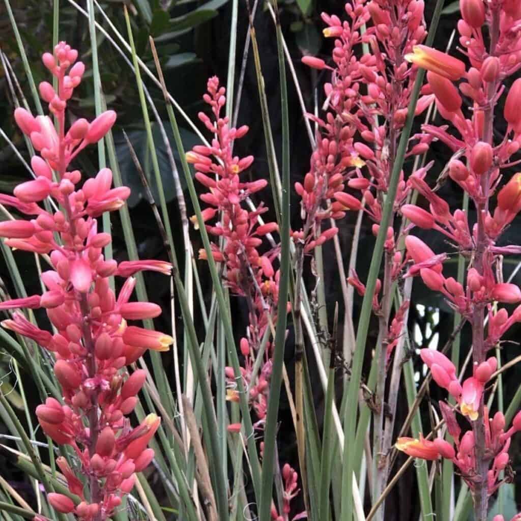 Hesperaloe Parviflora How To Grow And Care For Red Yucca Hesperaloe Parviflora How To Grow And Care For Red Yucca