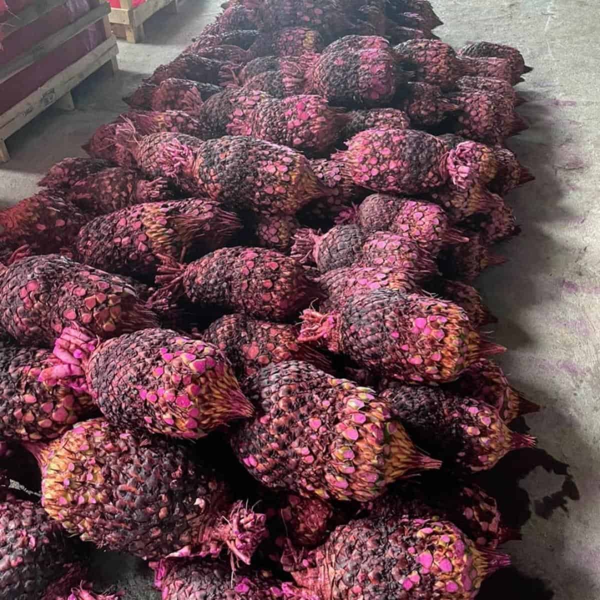 Can You Split A Sago Palm: Dividing Sago Palms