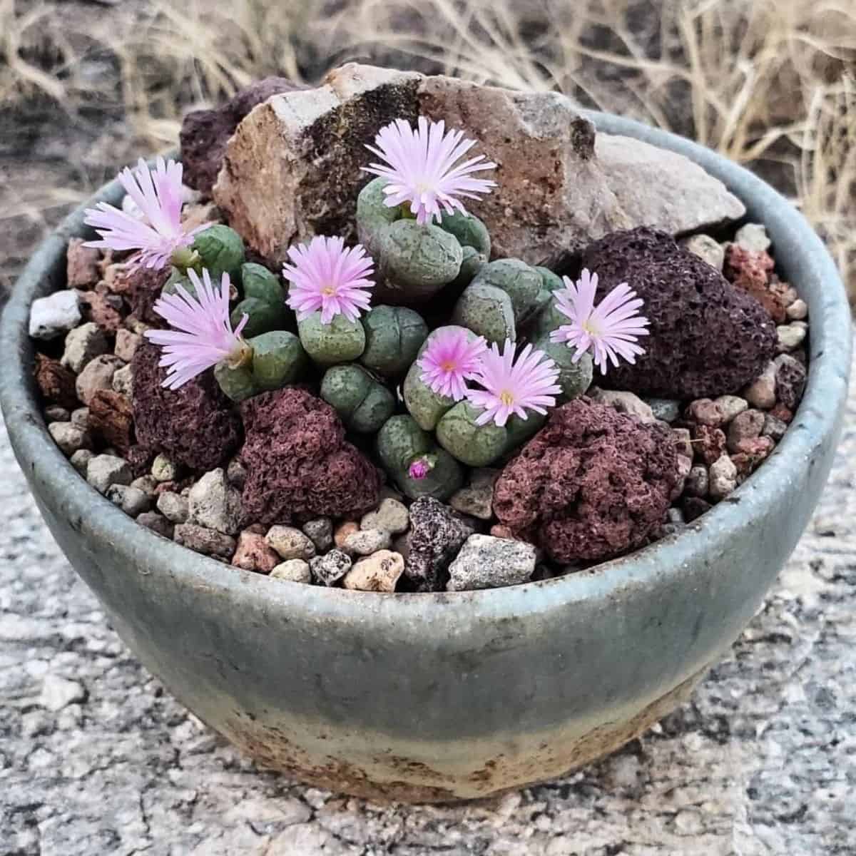 thumbnail image 2 of Rare Conophytum Ficiforme 'Living Stones' Succulent Seeds - 15 Seeds (Mesemb) 2 of 6