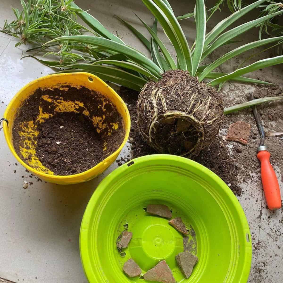 Repotting A Spider Plant: How To Repot Chlorophytum Plants