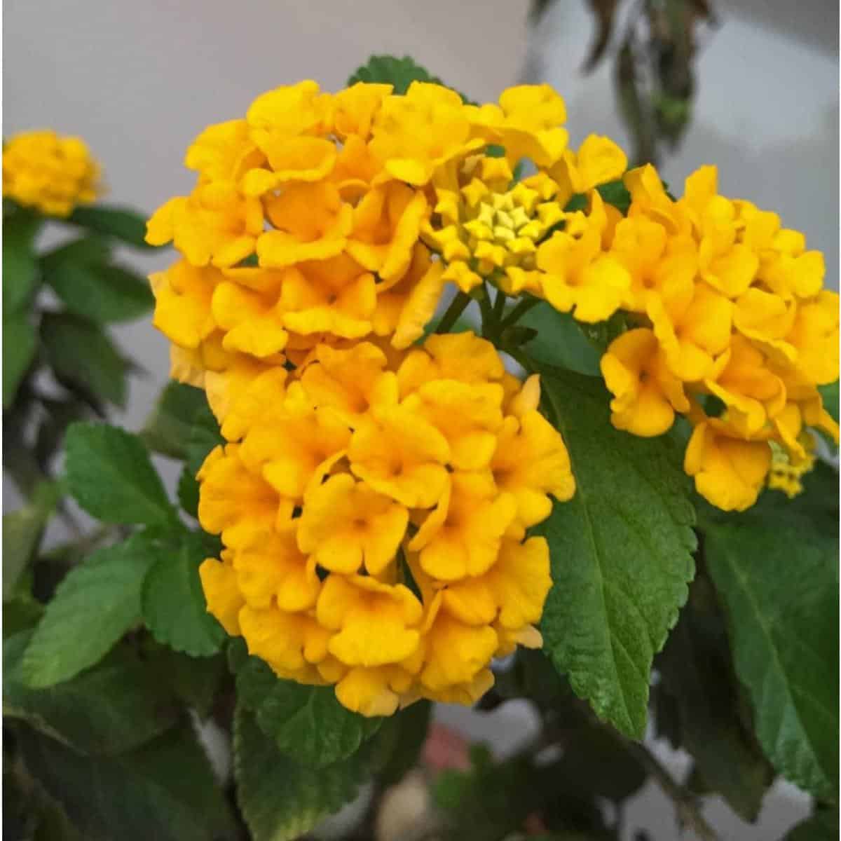 How To Grow and Care For Yellow Lantana
