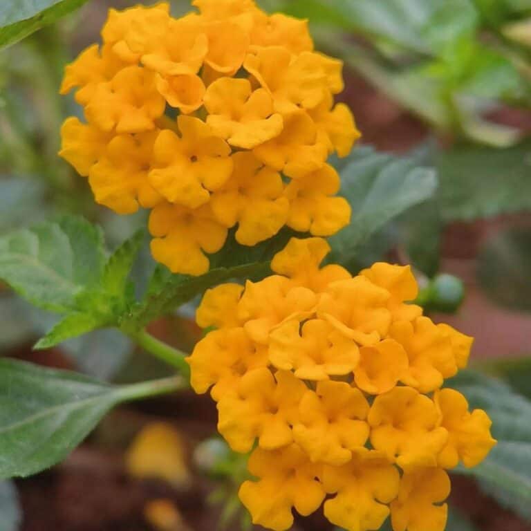 How To Grow and Care For Yellow Lantana