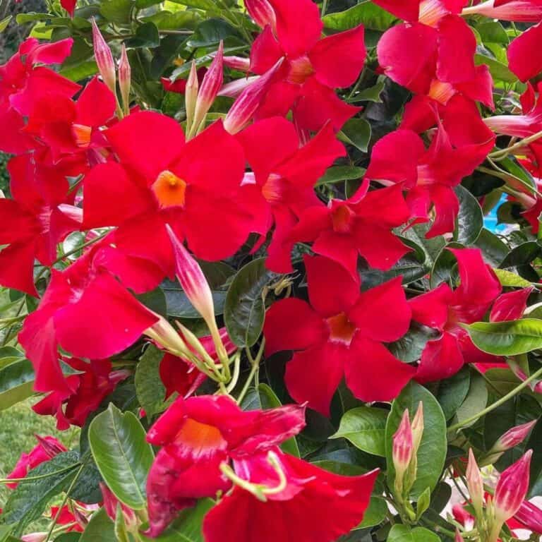 Sitemapcdatahttpswuwkniqoocomare Mandevilla Poisonous To Dogsnull