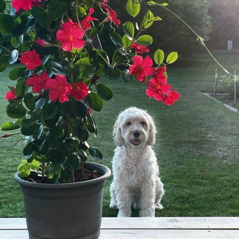 Sitemapcdatahttpswuwkniqoocomare Mandevilla Poisonous To Dogs