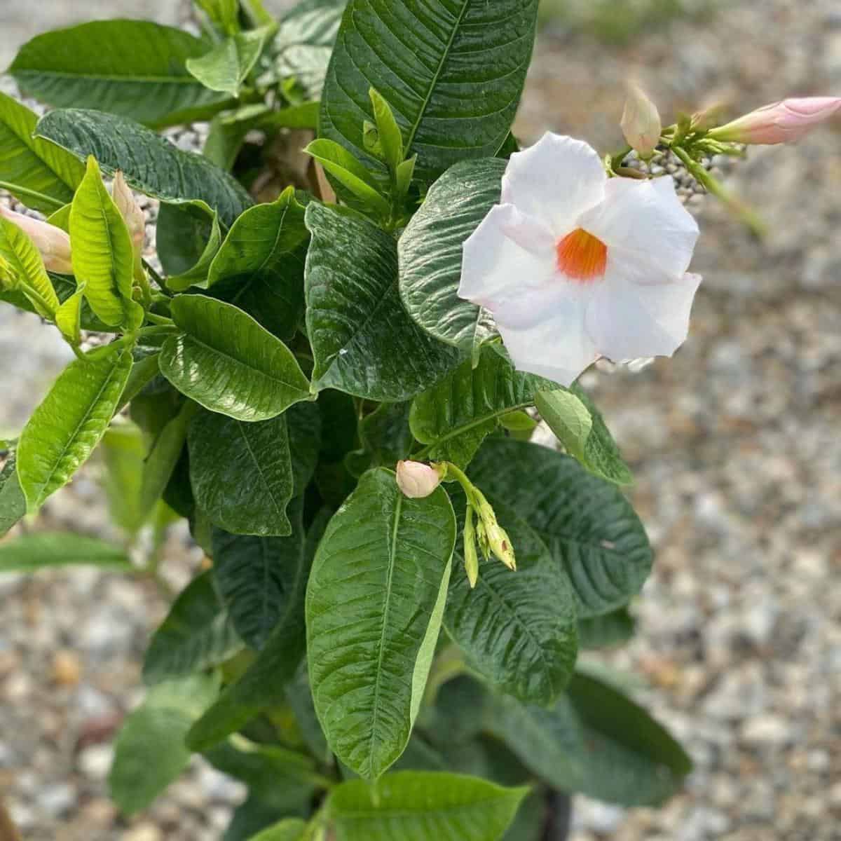mandevilla-fertilizer-what-is-the-best-fertilizer-for-mandevilla