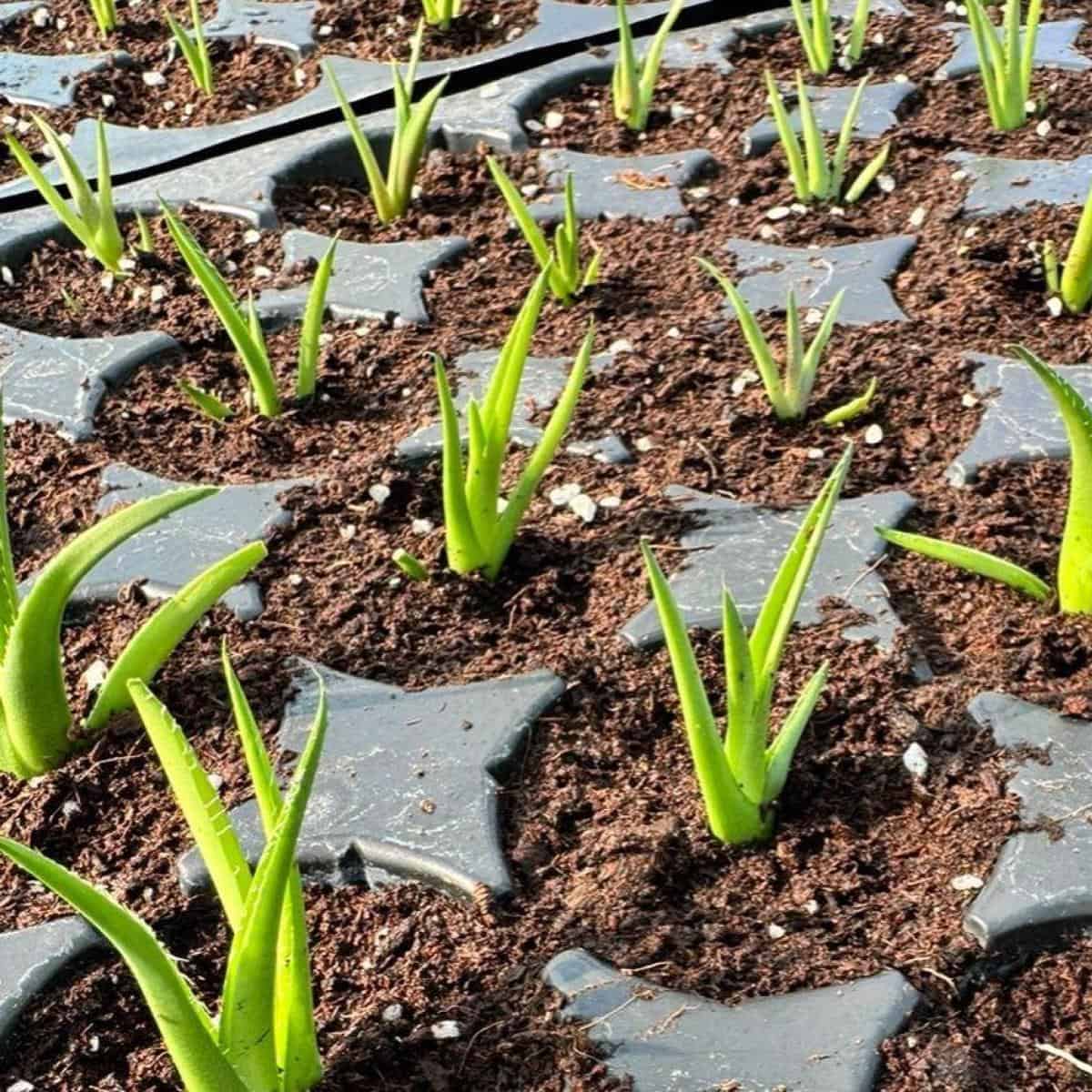 9 Steps On How To Grow Agave From Seed