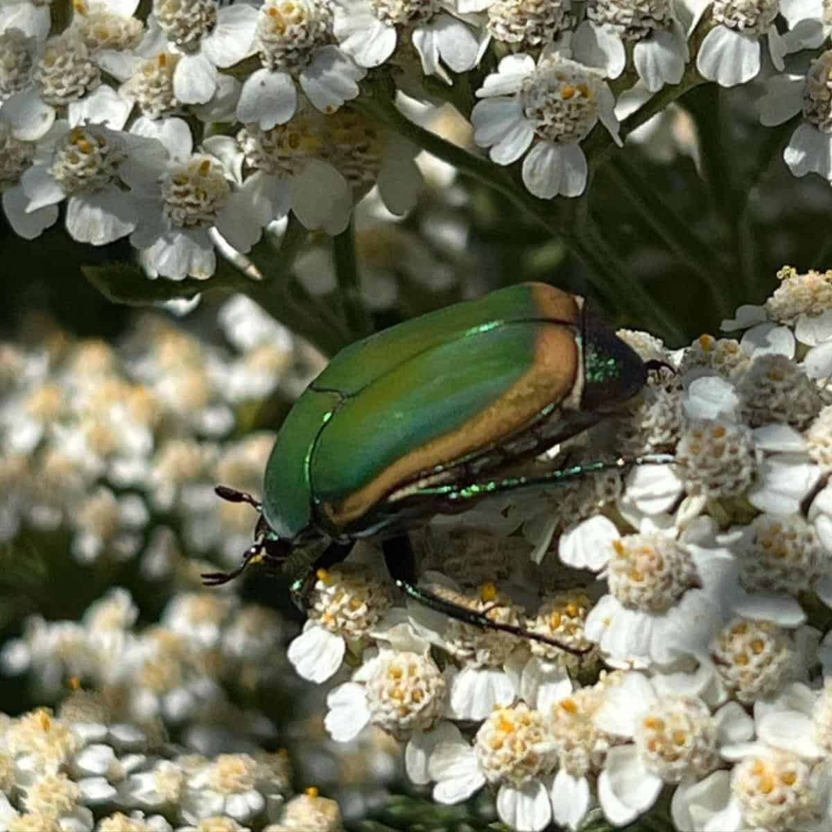 How To Get Rid Of June Bugs Beetles and Grubs [GUIDE]