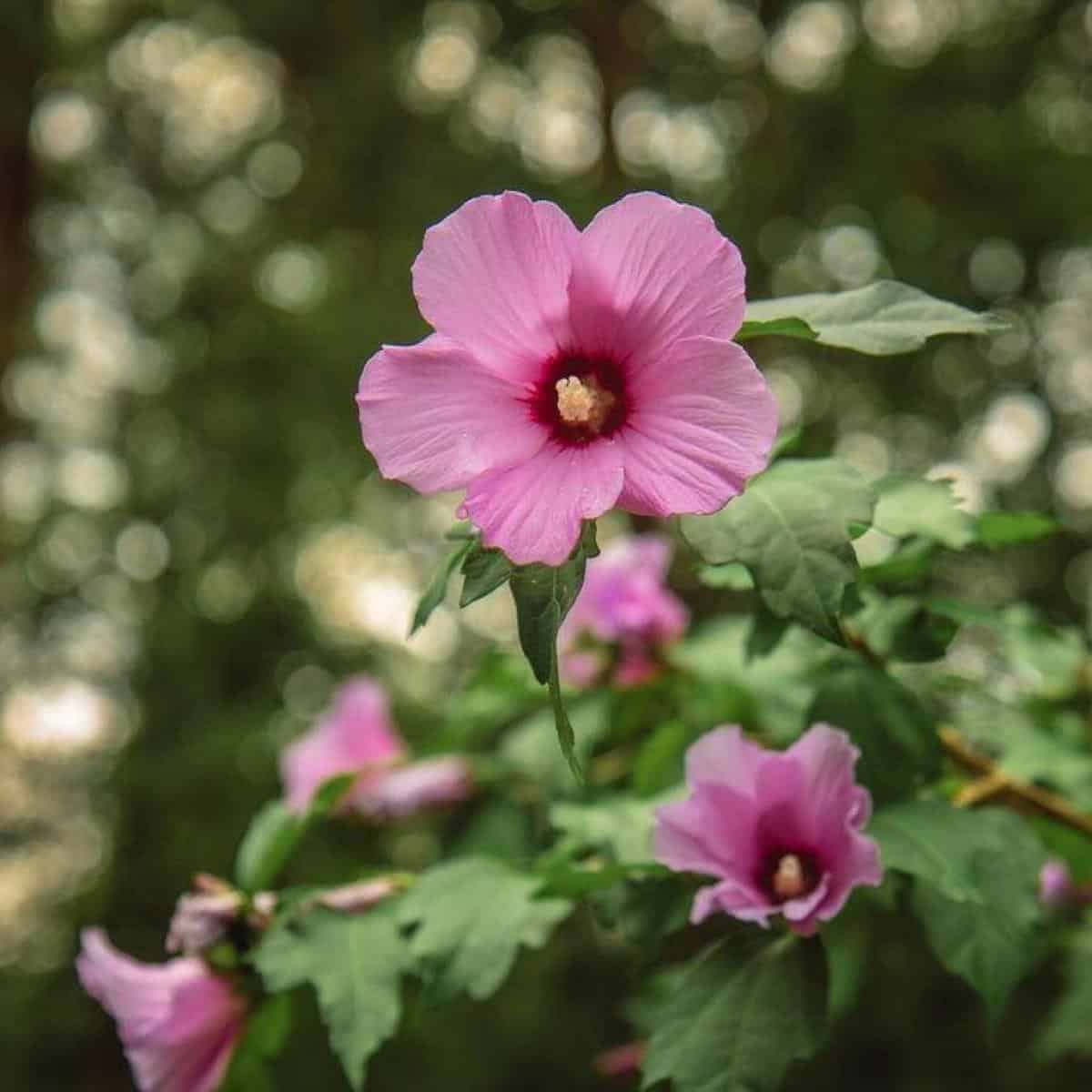 Rose Of Sharon Blooming Time