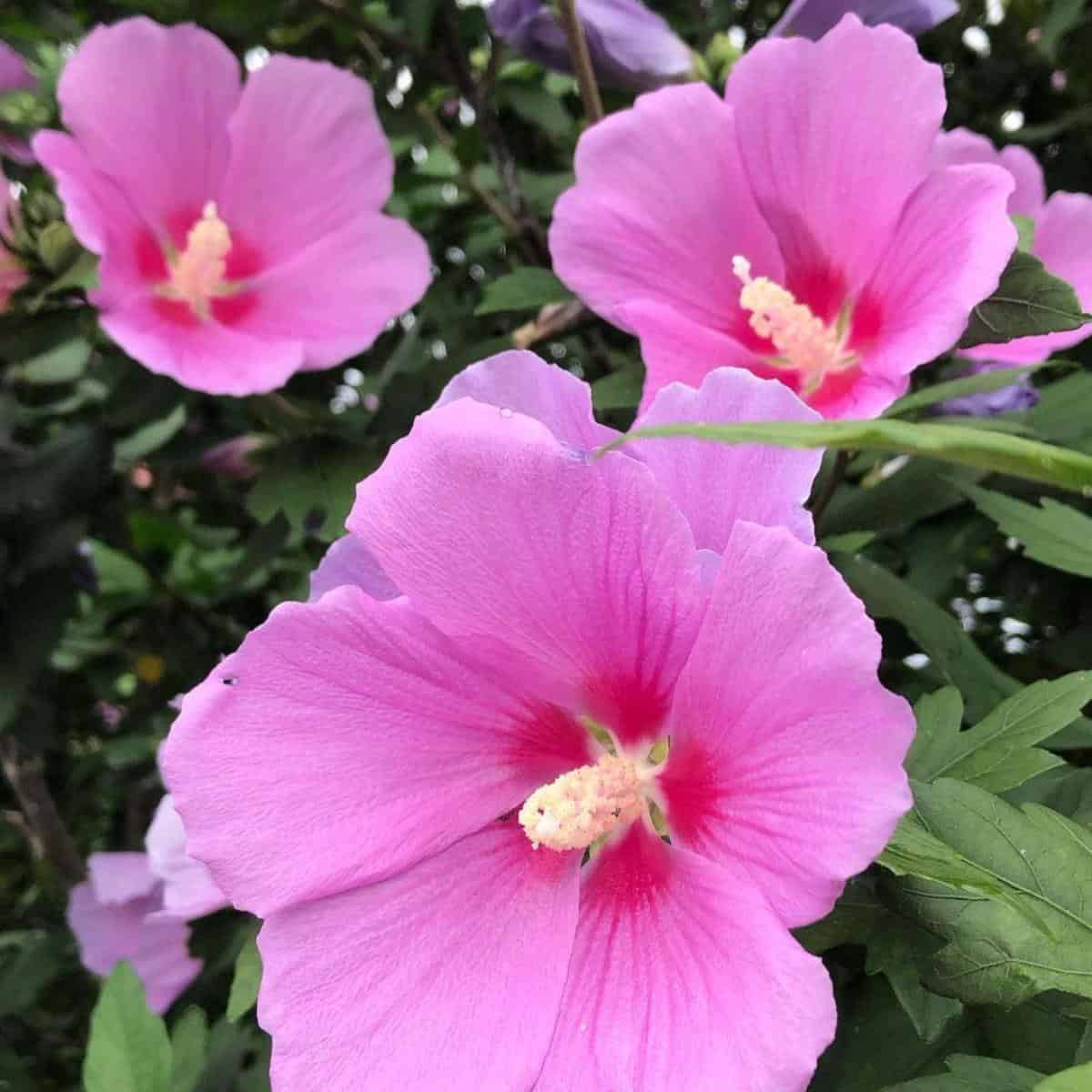 Rose Of Sharon Blooming Time