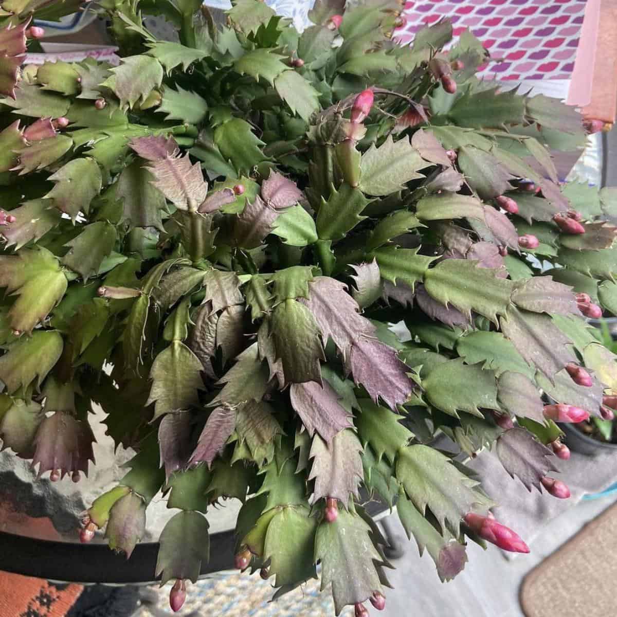 Why Are The Leaves Of My Christmas Cactus Turning Purple?