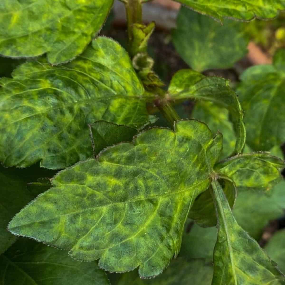 5 Reasons Why Your Dahlia Leaves Are Turning Yellow