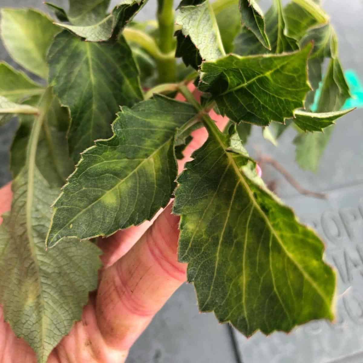 Yellow Dahlia Leaves: Causes & How to Restore Vibrant Foliage