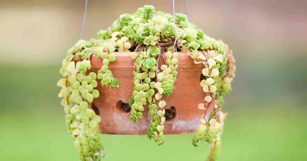 15 Miniature Or Small Plants For Hanging Baskets